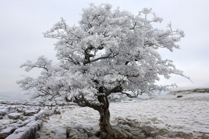 HoarfrostonWinskillhawthorn