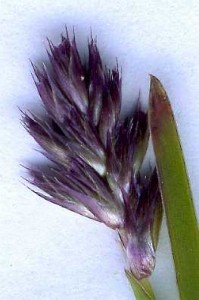 grass