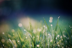 spring dew